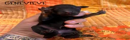 Mixed Breed dogs for sale: Genevieve - Ad 3