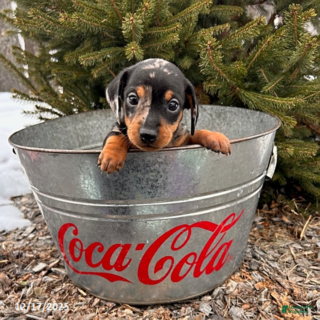 Miniature Dachshund dogs for sale: Skyler - Ad 2