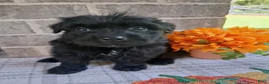 Bouvier Des Flandres Boy 2
