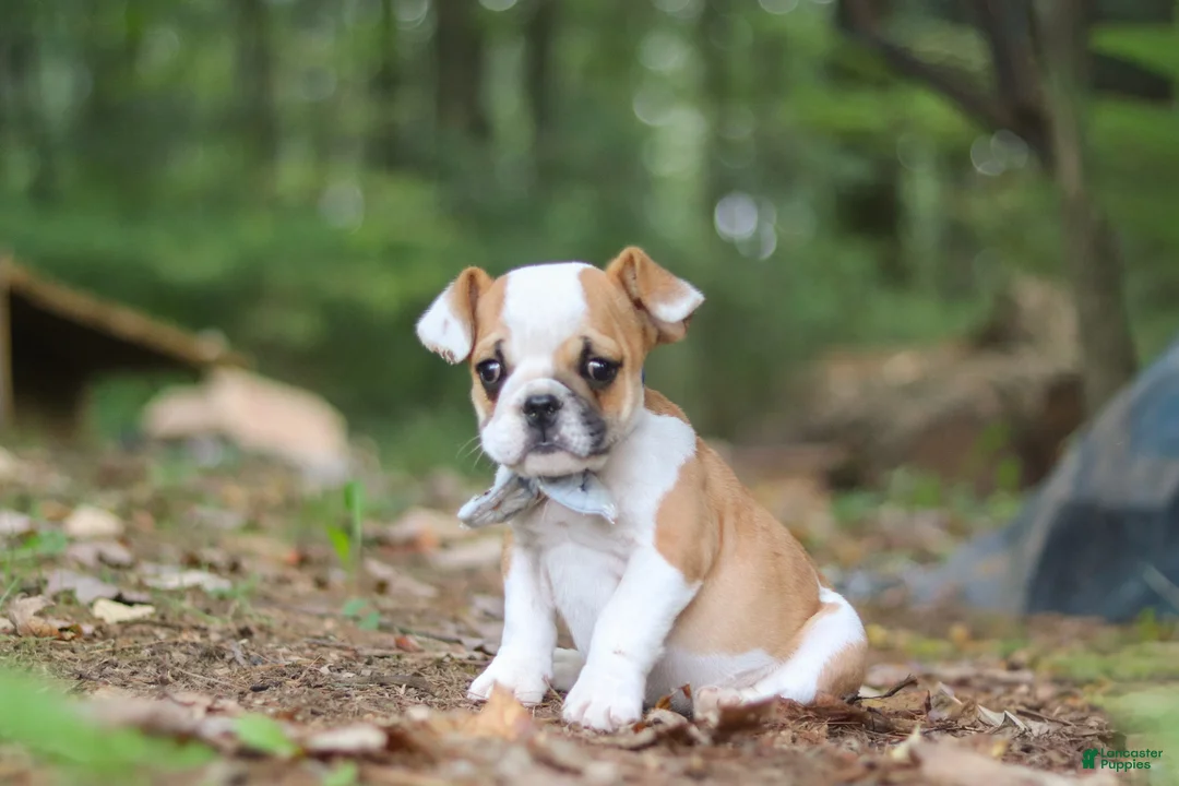 Beabull dogs for sale: Otis - Ad 1