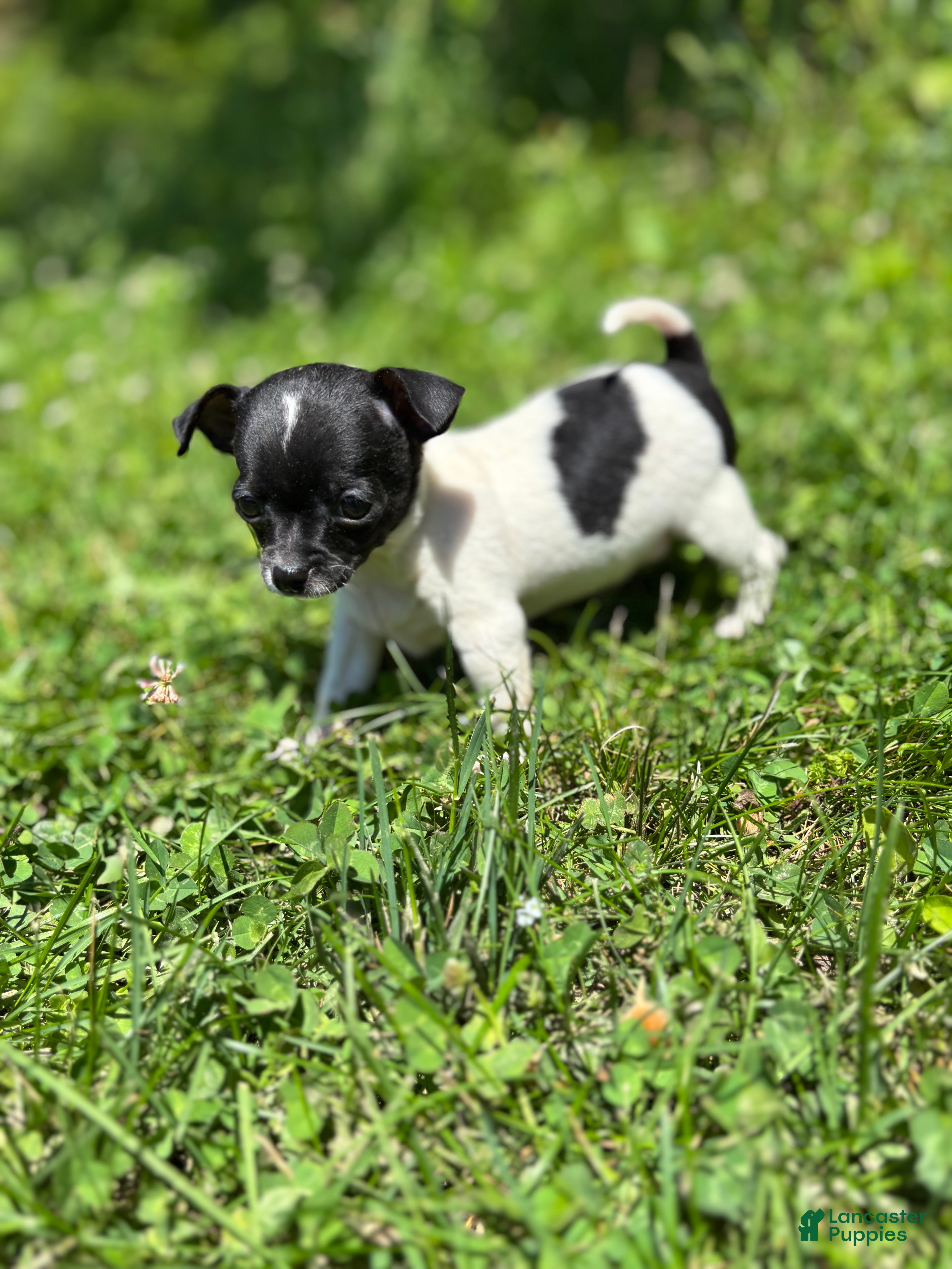 Chihuahua dogs Marco - Ad 1