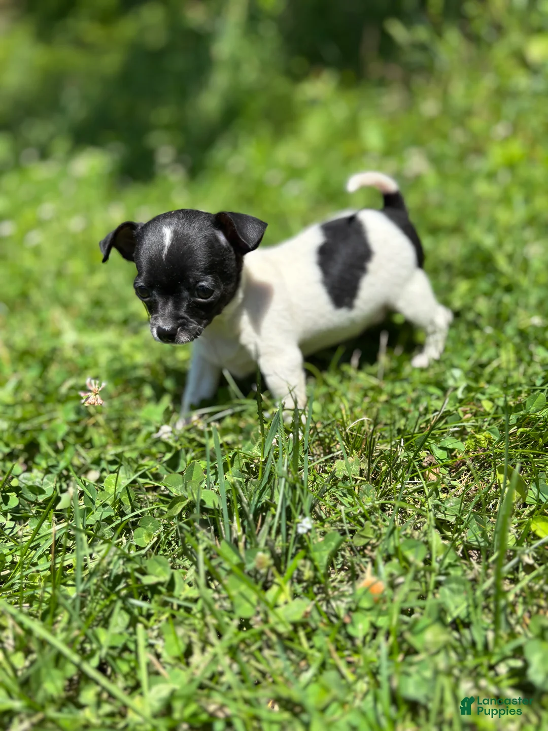 Chihuahua dogs for sale: Marco - Ad 1