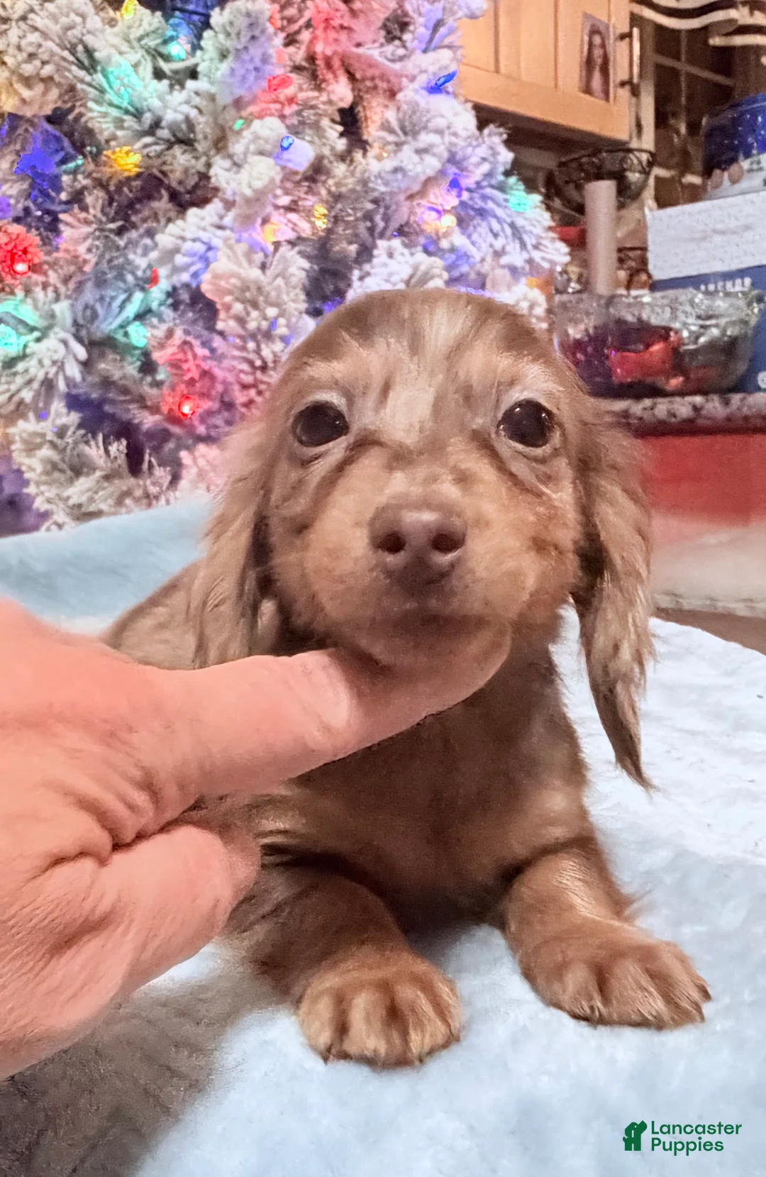 Miniature Dachshund dogs for sale: AKC Russian pra clear - Ad 90