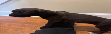 Cane Corso Puppy 11