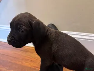 Cane Corso dogs for sale: Cane Corso Puppy 11 - Ad 1