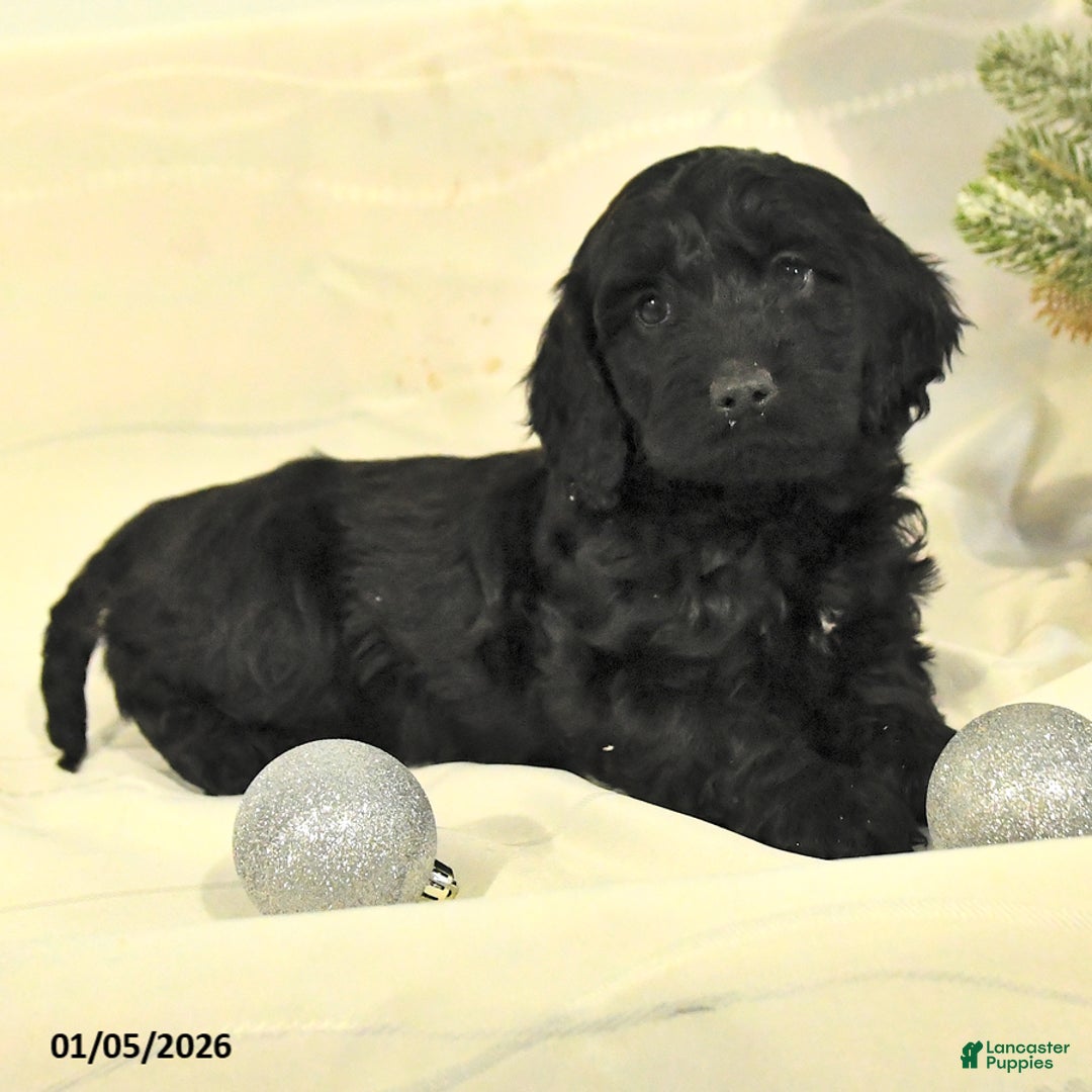 Cockapoo dogs for sale: Bella   - Ad 4