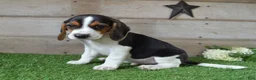 Beagle dogs for sale: Jayce - Ad 3