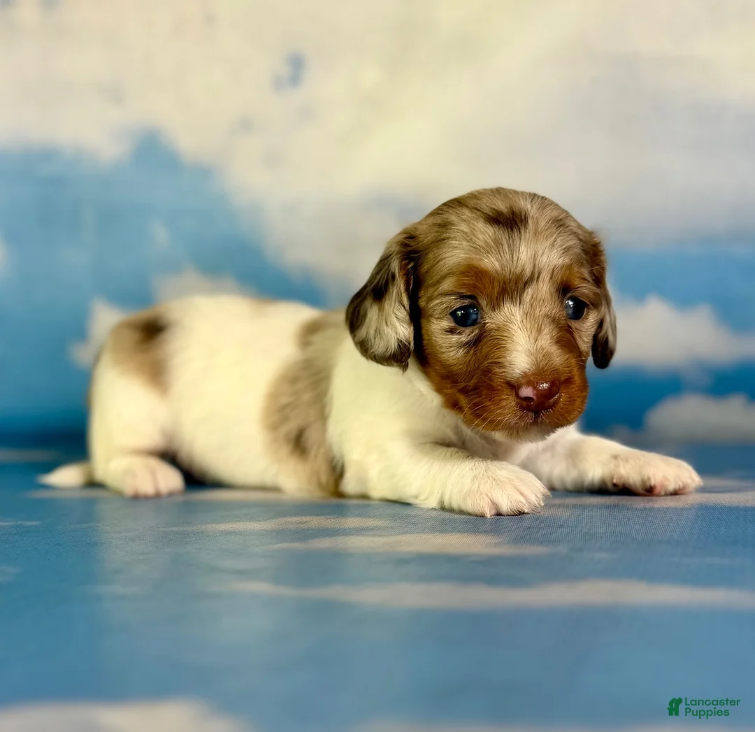 Miniature Dachshund dogs for sale: Vixen LH PRA clear OFA Chic parents - Ad 1