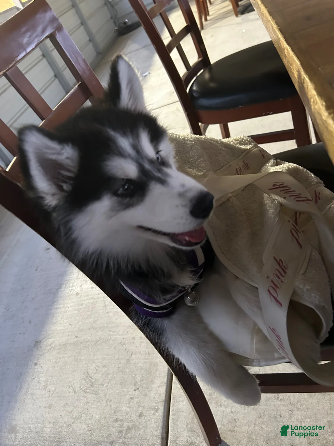 Siberian Husky dogs for sale: Siberian Husky Puppy 1 - Ad 2