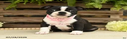 Boston Terrier dogs for sale: Tina - Ad 1