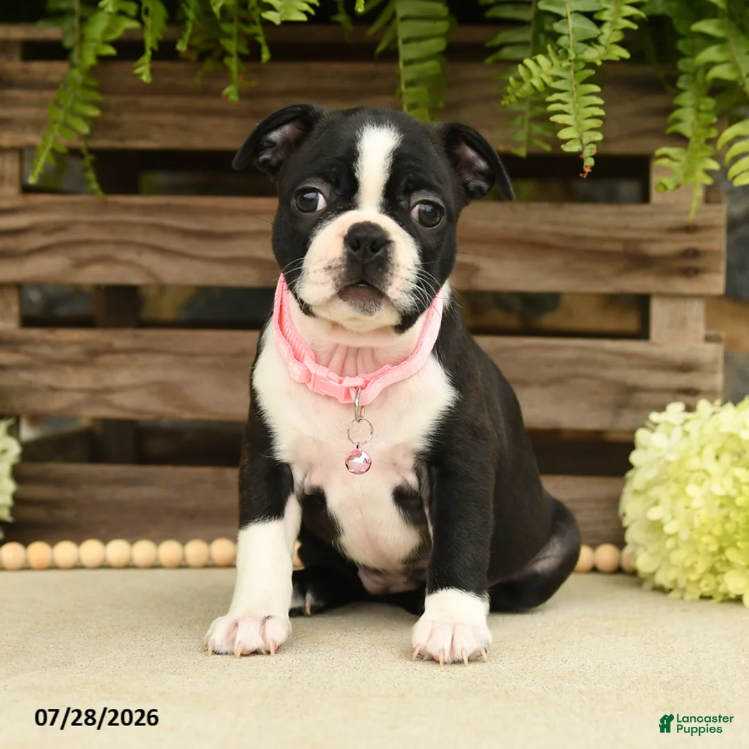 Boston Terrier dogs for sale: Tina - Ad 1