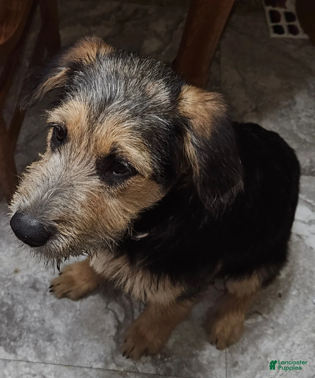 Mixed Breed dogs for sale: Dark green - Ad 1