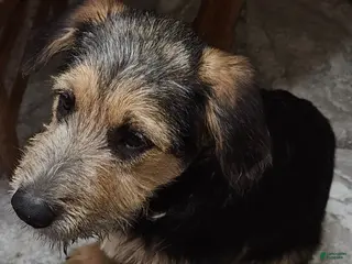 Mixed Breed dogs Dark green - Ad 9