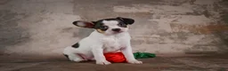 Chihuahua dogs for sale: Earl - Ad 8