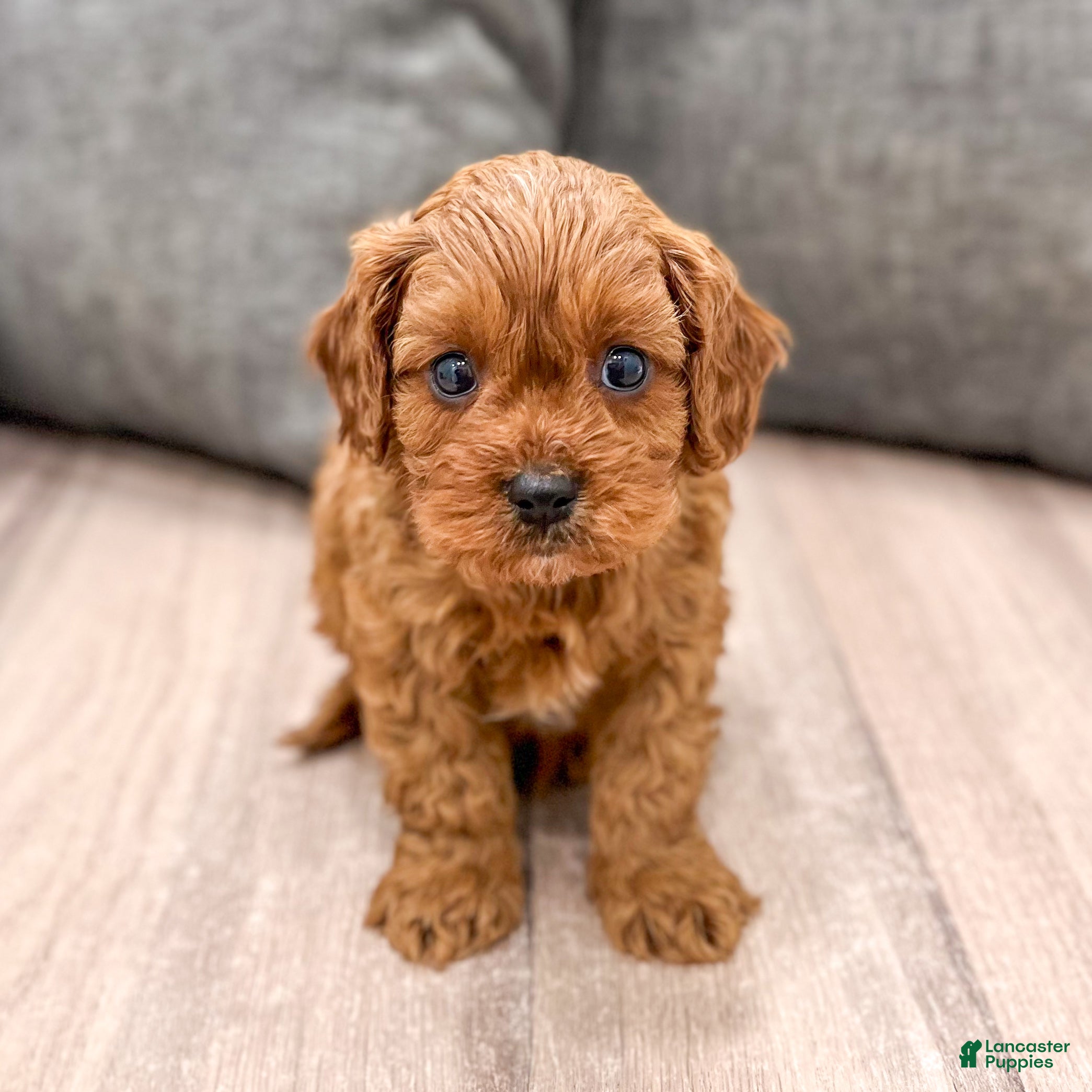 Cavapoo dogs Ace - Ad 2