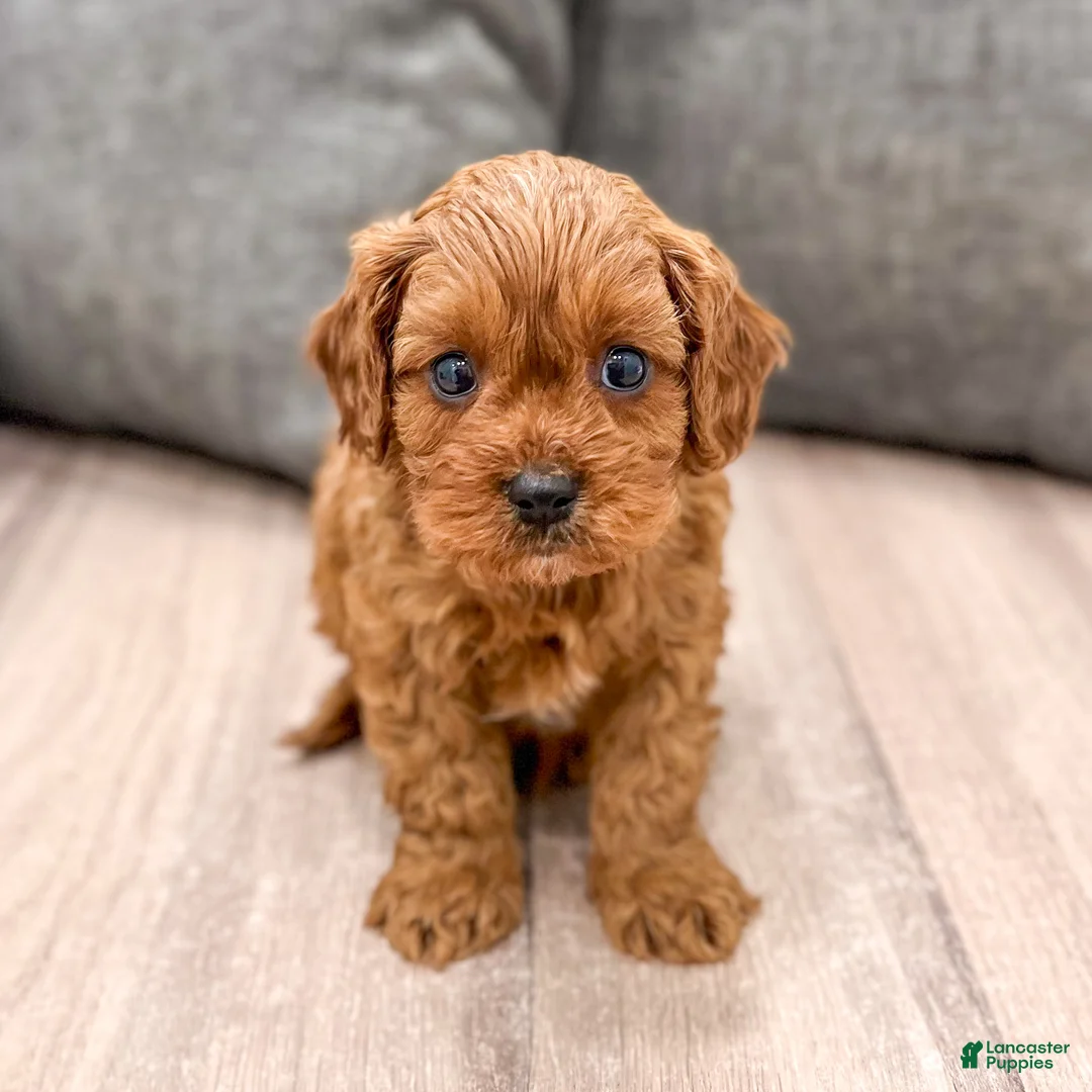 Cavapoo dogs for sale: Ace - Ad 2