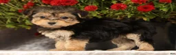 Yochon dogs for sale: Tessa - Ad 4