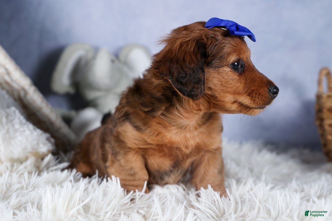 Miniature Dachshund dogs for sale: Jasper - Ad 12