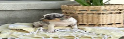 Chihuahua dogs for sale: Rosie - Ad 3