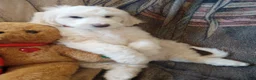 Sheepadoodle dogs for sale: Blessing!! - Ad 10
