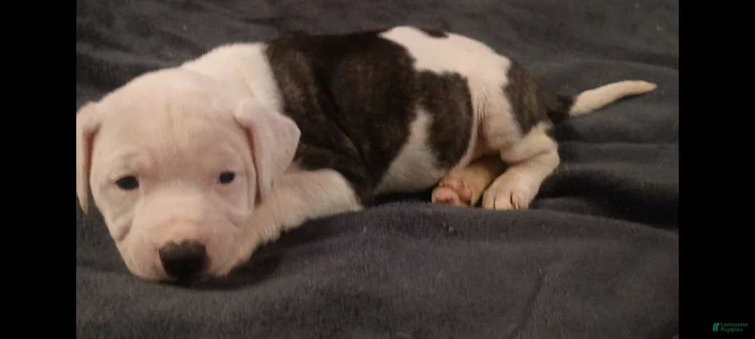 American Staffordshire Terrier dogs for sale: American Staffordshire Terrier Puppy 6 - Ad 7