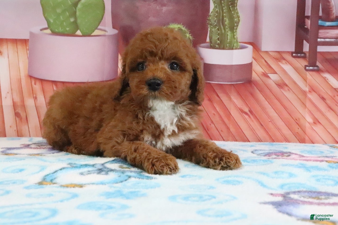 Mini Goldendoodle dogs Halo - Ad 2