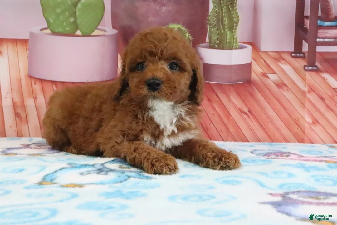 Mini Goldendoodle dogs for sale: Halo - Ad 2