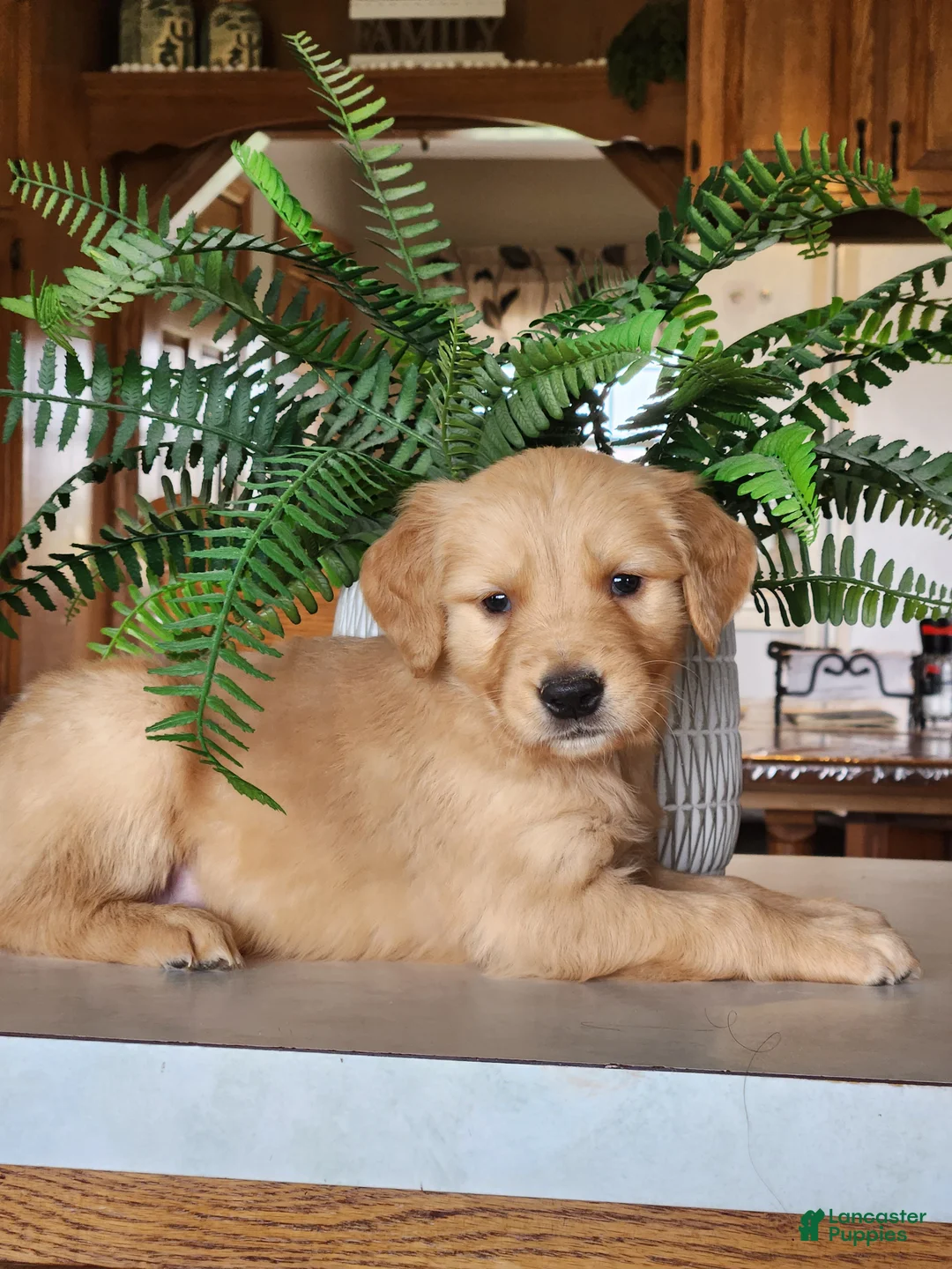 Golden Retriever dogs for sale: Ranger - Ad 2