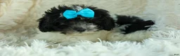 Cavapoo dogs for sale: Remi 🩷 - Ad 12