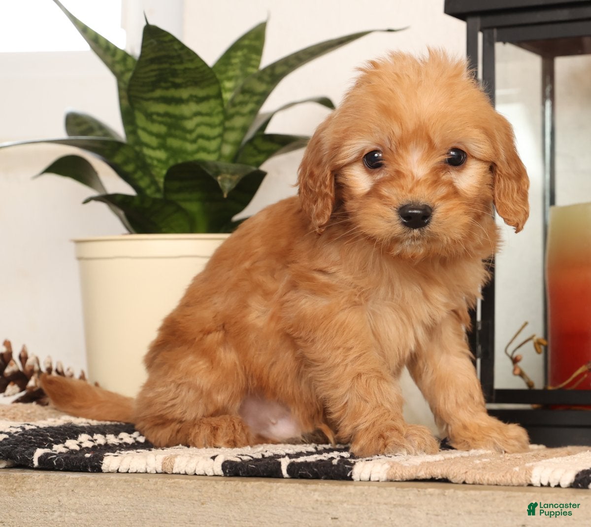 Mini Goldendoodle dogs Mikey - Ad 4