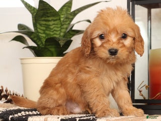 Mini Goldendoodle dogs Mikey - Ad 4