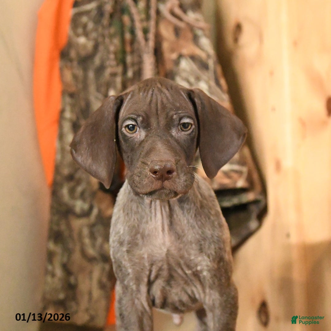 German Shorthaired Pointer dogs for sale: Hunter - Ad 4