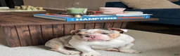 English Bulldog dogs for sale: Merle English Bulldog Puppy 1 - Ad 1