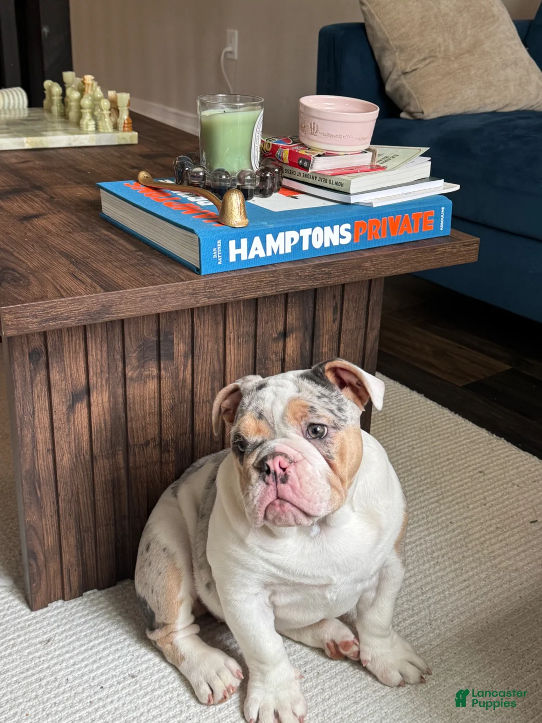 English Bulldog dogs for sale: Merle English Bulldog Puppy 1 - Ad 1