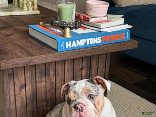 English Bulldog dogs Merle English Bulldog Puppy 1 - Ad 30