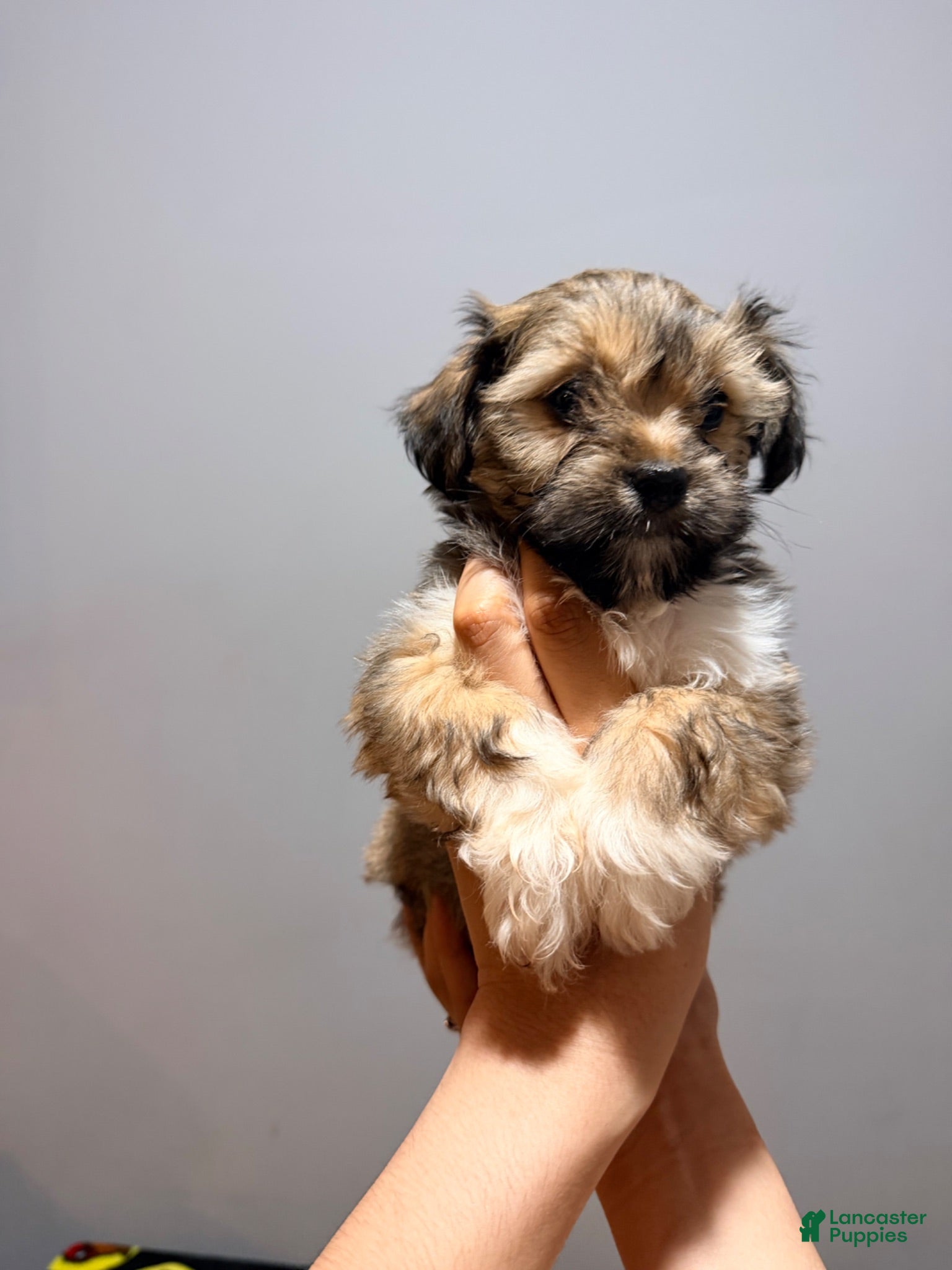 Maltese dogs Little man 2  - Ad 2
