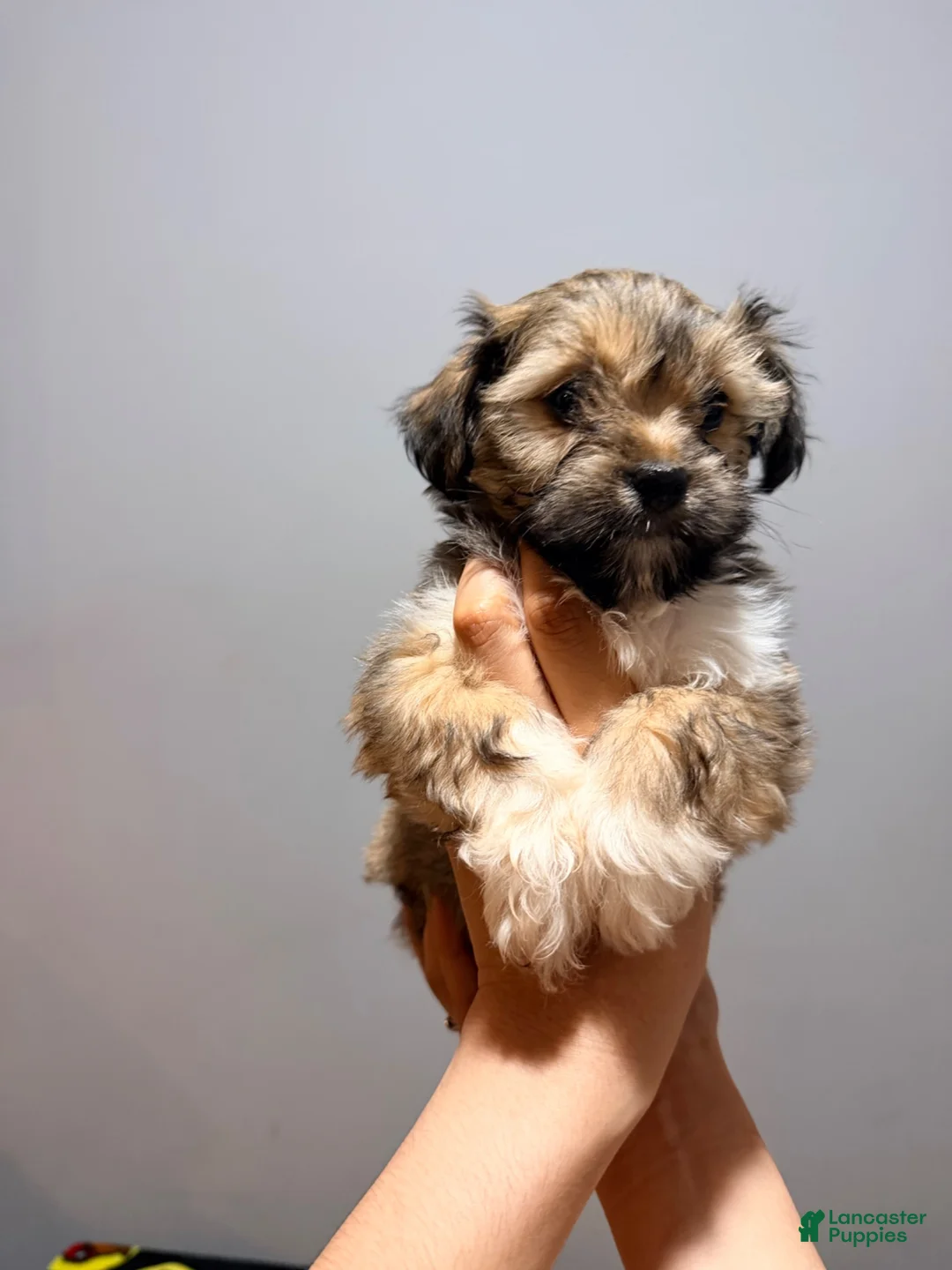 Maltese dogs for sale: Little man 2  - Ad 2