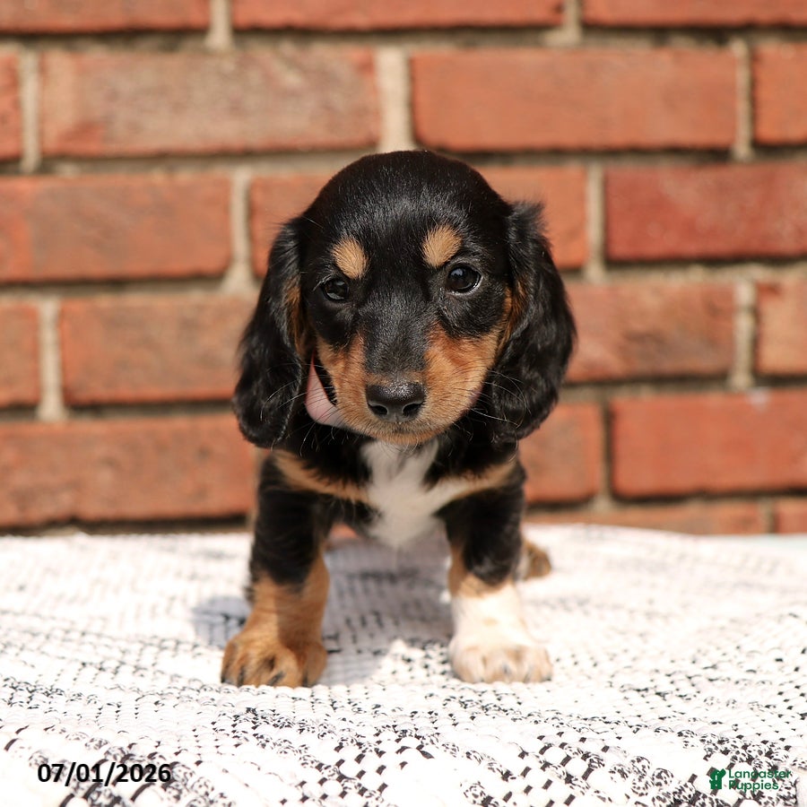 Miniature Dachshund dogs Lincoln - Ad 2
