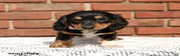 Miniature Dachshund dogs for sale: Lincoln - Ad 2