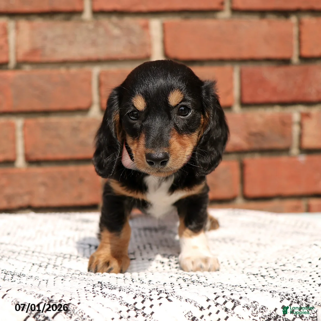 Miniature Dachshund dogs for sale: Lincoln - Ad 2