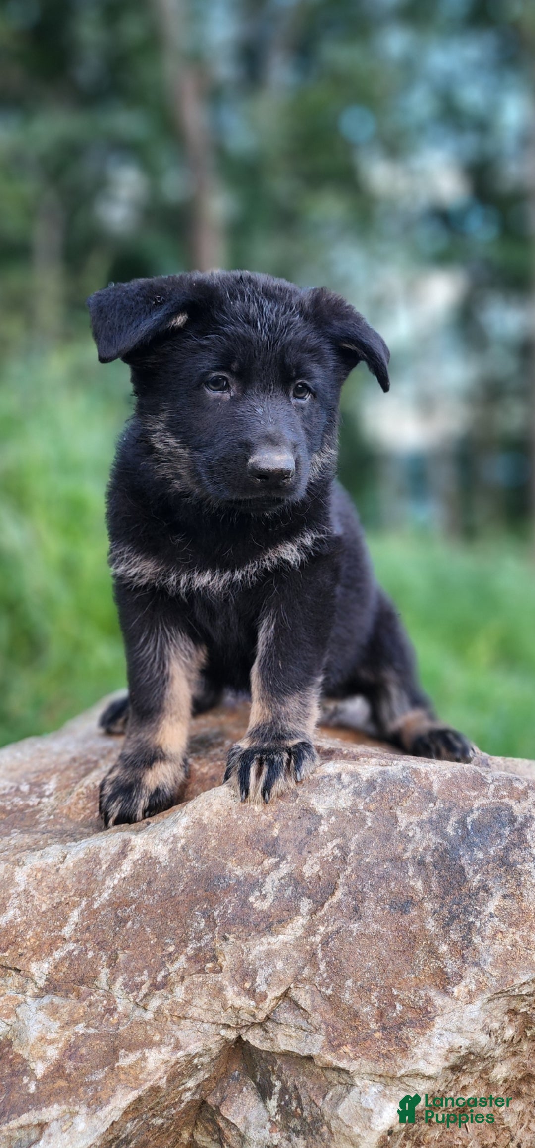 German Shepherd dogs  Timba - Ad 1