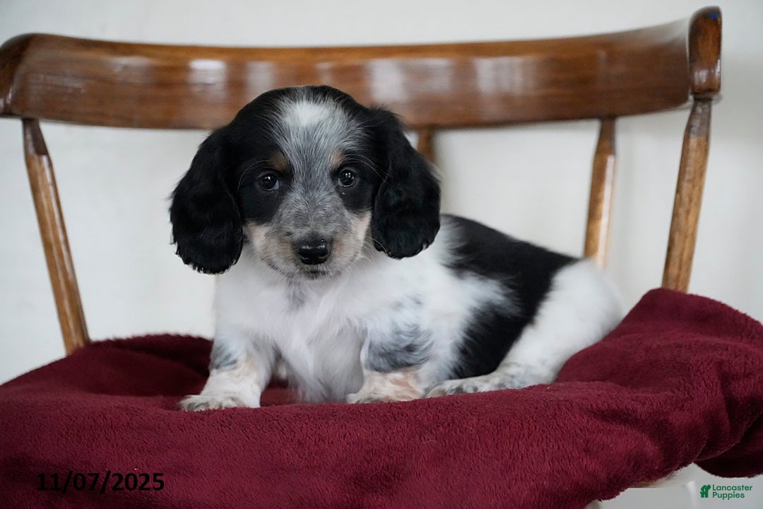 Miniature Dachshund dogs for sale: Domino - Ad 1