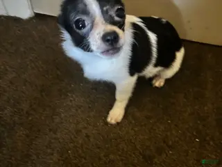 Chihuahua dogs Sky - Ad 37