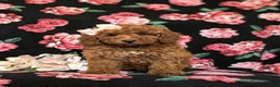 Mini Goldendoodle dogs for sale: Abigail Hypoallergenic - Ad 3