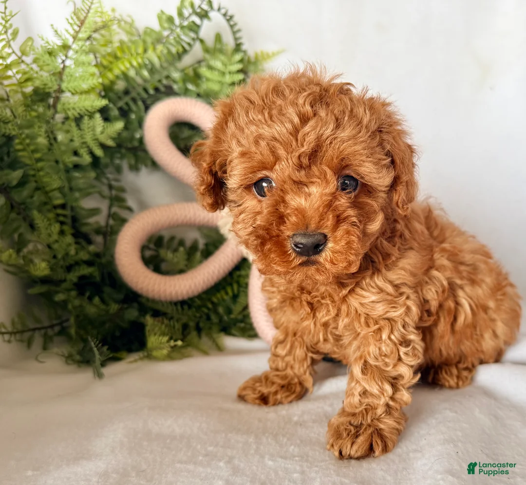 Maltipoo dogs for sale: Baffles - Ad 1