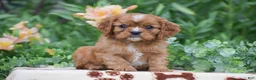Cavalier King Charles Spaniel dogs for sale: Tyler - Ad 1