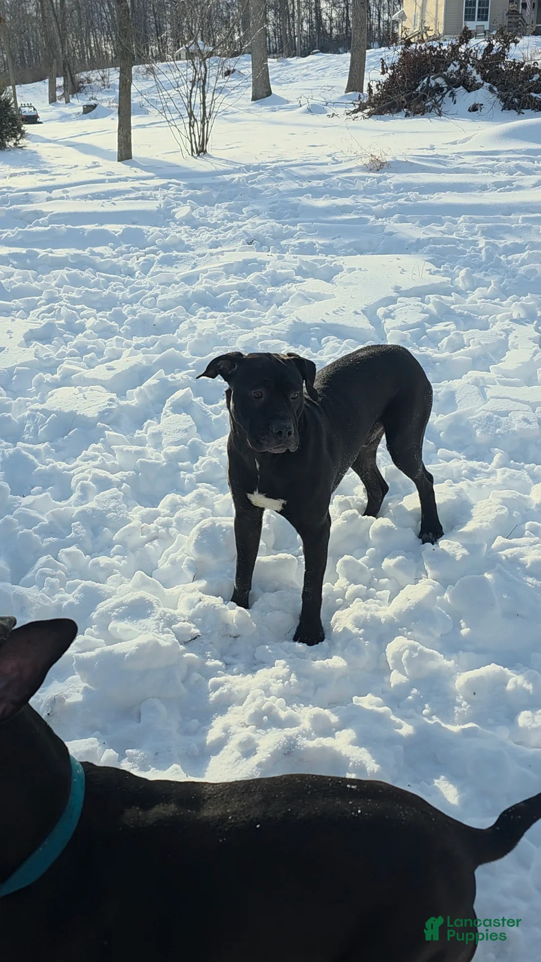 Mixed Breed dogs for sale: Wall•E - Ad 4