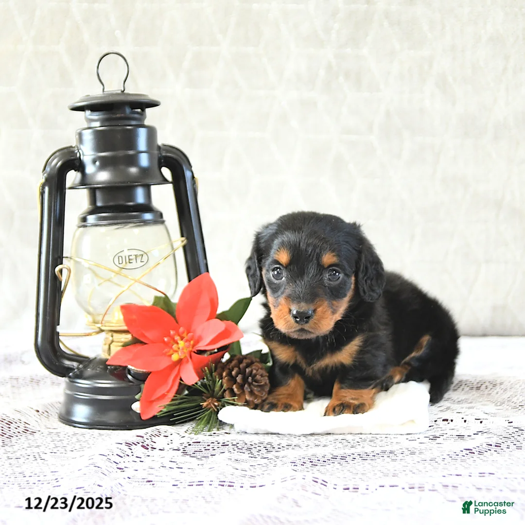 Miniature Dachshund dogs for sale: Milo - Ad 14