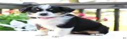Miniature Australian Shepherd dogs for sale: Biscuit  - Ad 1