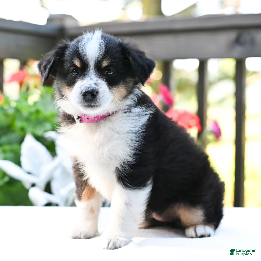 Miniature Australian Shepherd dogs for sale: Biscuit  - Ad 1